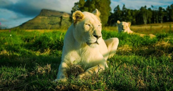 Апартаменты не для слабонервных: сдается коттедж по соседству со львами Апартаменты не для слабонервных: сдается коттедж по соседству со львами