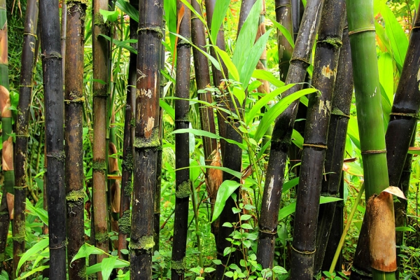 Сады острова Мауи