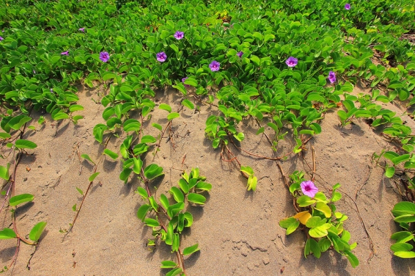 Сады острова Мауи