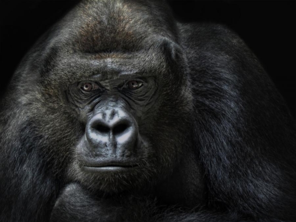 10 самых странных правил дорожного движения в мире 10 самых странных правил дорожного движения в мире