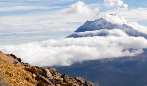 Nahaufnahme von bunten tropischen Fischen, die in einem Korallenriff schwimmen