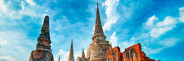Beautiful pink peony flower in full bloom on a sunny day