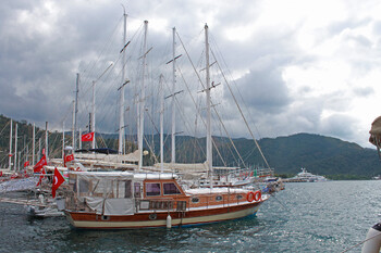 Nahaufnahme von leuchtend rosa Blumen in voller Blüte vor einem unscharfen grünen Hintergrund.