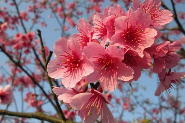 Russische Touristen träumen von Reisen zu exotischen Zielen.