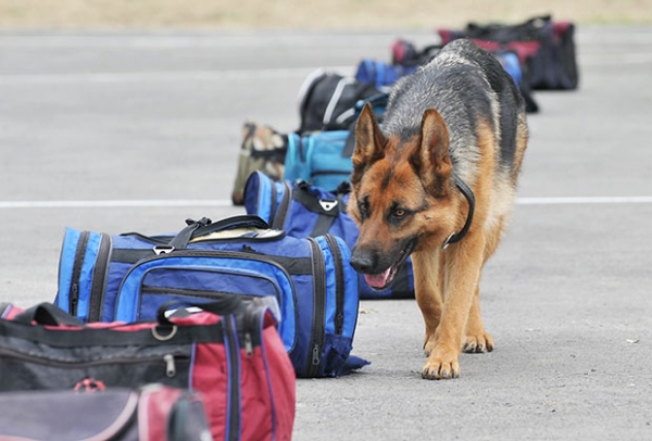 10 фактов о службах аэропорта, которые знают о вас больше, чем вам хотелось бы 10 фактов о службах аэропорта, которые знают о вас больше, чем вам хотелось бы