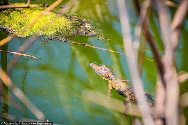 75 фактов про Доминиканскую Республику 75 фактов про Доминиканскую Республику