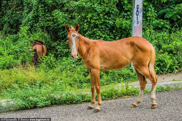 75 фактов про Доминиканскую Республику 75 фактов про Доминиканскую Республику