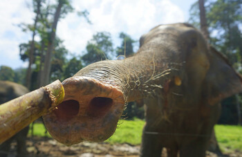 В Таиланде открылся музей слонов 