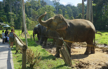 In Thailand wurde ein Elefantenmuseum eröffnet