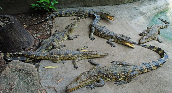 Развлечения на Самуи: чем заняться, куда сходить