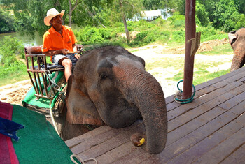 В Таиланде открылся музей слонов 