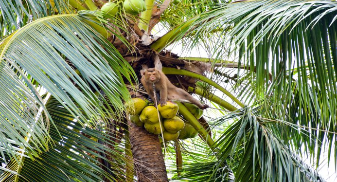 Развлечения на Самуи: чем заняться, куда сходить