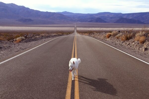 Die Reisen von John und seinem Husky Wolf